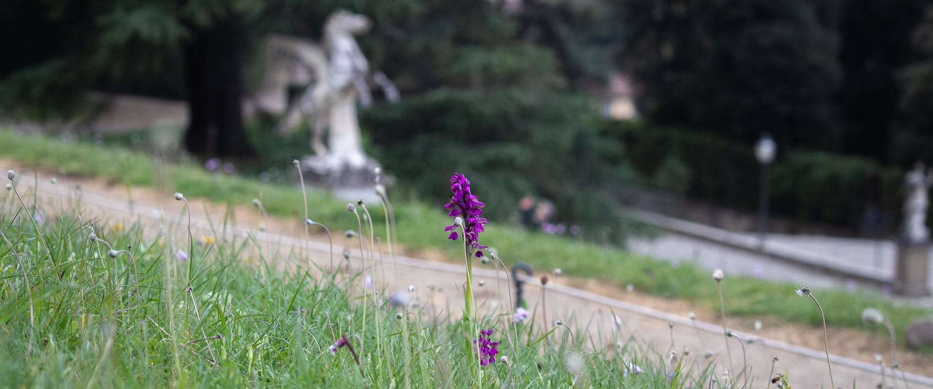Orchidea spontanea a Boboli Orchidea spontanea a Boboli