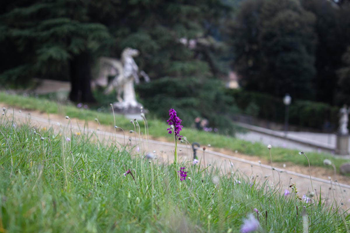 Orchidea spontanea a Boboli