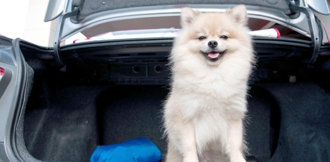 Veilig met uw hond in de auto