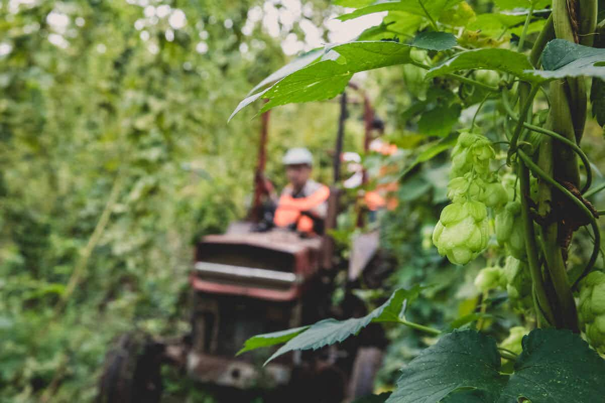 Harvesting the Hops