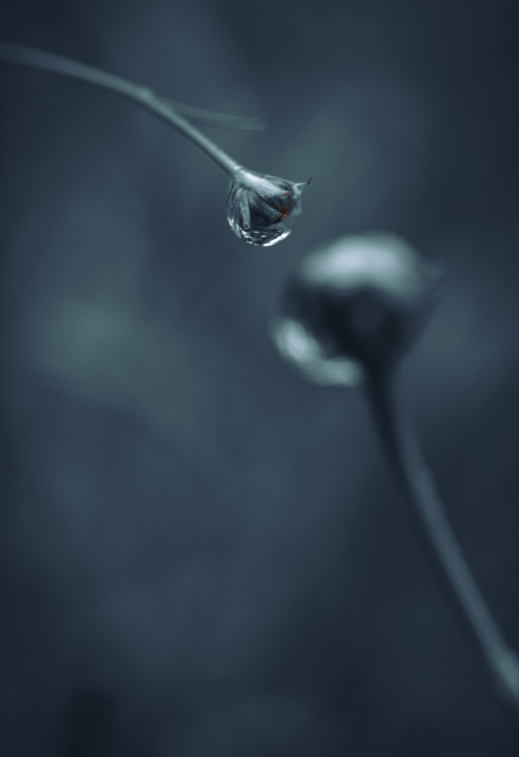 fine-art-water-drop-flowering-blue-flower-dark-mood-macro-photography