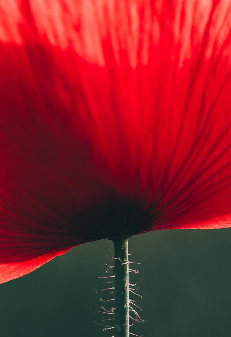 fine-art-spring-flowering-red-poppy-flower-dark-mood-macro-photography