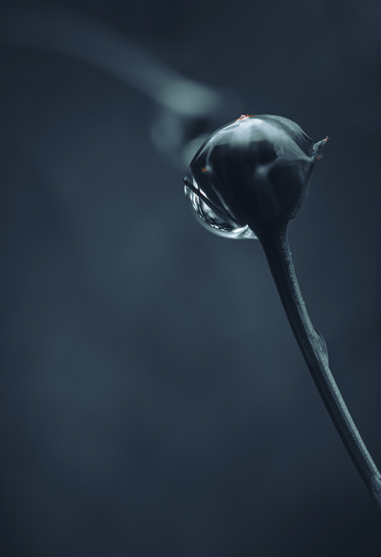 fine-art-water-flowering-blue-flower-dark-mood-macro-photography