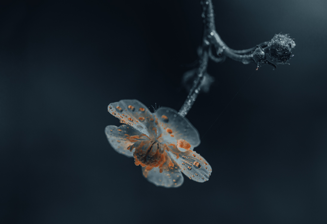 fine-art-water-little-flowering-blue-flower-dark-mood-macro-photography