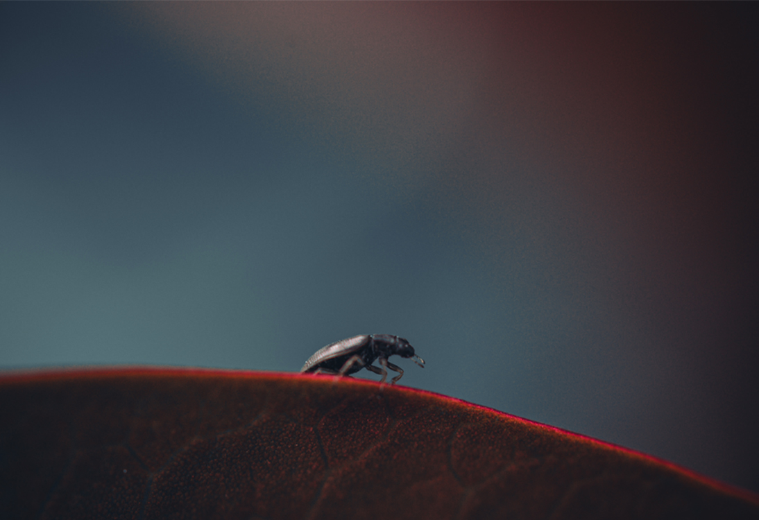 fine-art-spring-insect-bug-flower-dark-mood-macro-photography