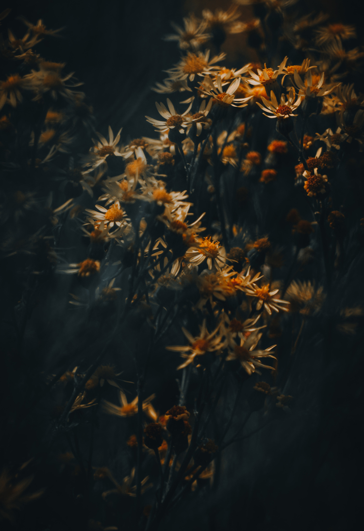 fine-art-spring-flowering-white-daisy-flower-dark-mood-macro-photography