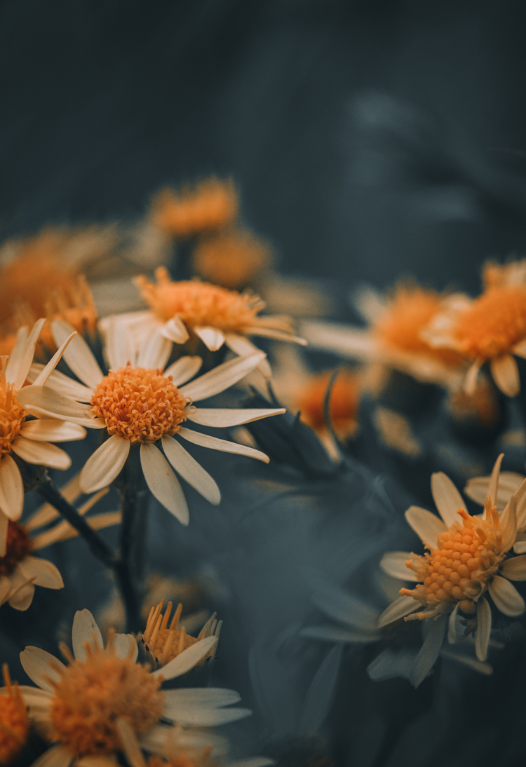fine-art-spring-flowering-flower-dark-mood-macro-photography