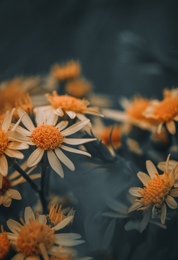 fine-art-spring-flowering-flower-dark-mood-macro-photography