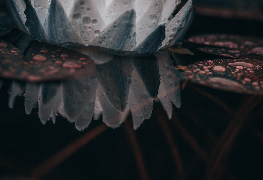 fine-art-reflections-water-lily-pond-flower-dark-mood-macro-photography