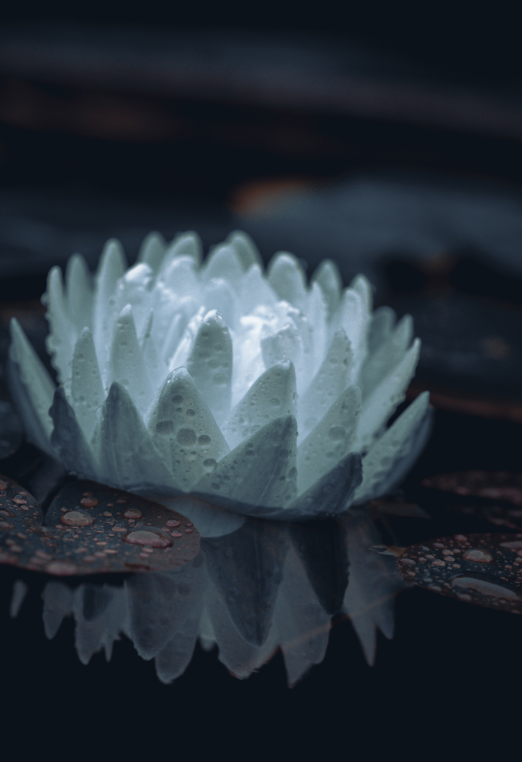 fine-art-reflection-water-lily-pond-flower-dark-mood-macro-photography