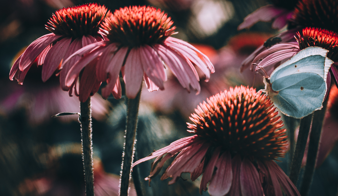 fine-art-spring-flowering-echinacea-and-butterfly-flower-dark-mood-macro-photography