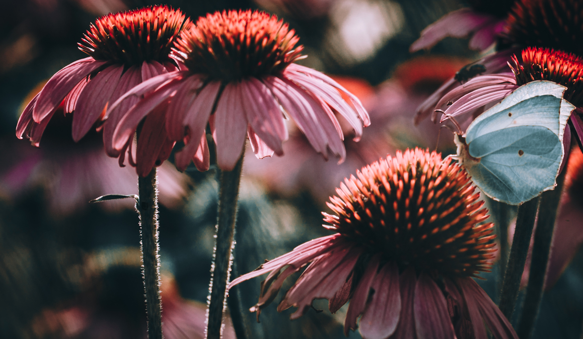 fine-art-spring-flowering-echinicea-and-butterfly-flower-dark-mood-macro-photography