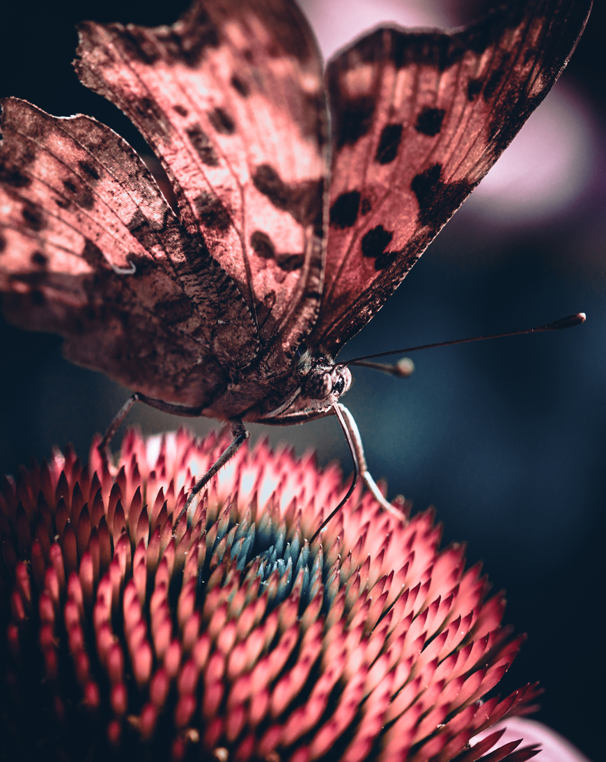 fine-art-spring-echinacea-and-large-butterfly-flower-dark-mood-macro-photography