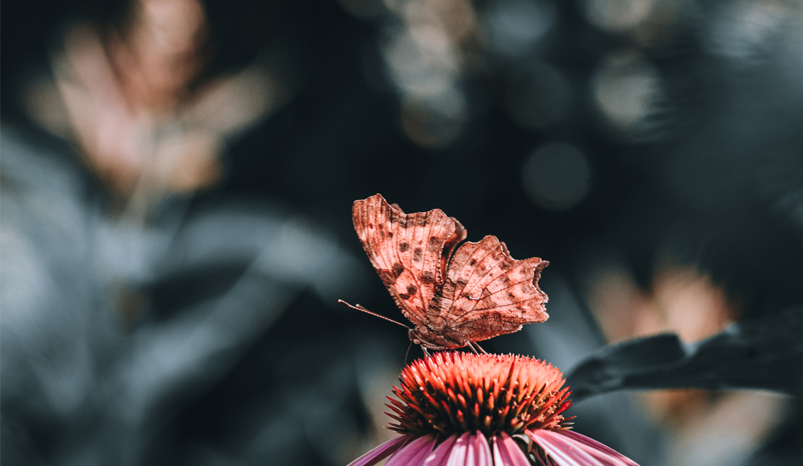 fine-art-spring-echinacea-and-butterfly-flower-dark-mood-macro-photography