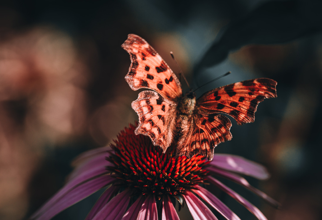 fine-art-spring-echinacea-and-butterfly-flower-dark-fusia-mood-macro-photography