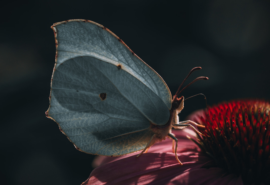 fine-art-spring-echinacea-and-butterfly--purple-flower-dark-mood-macro-photography