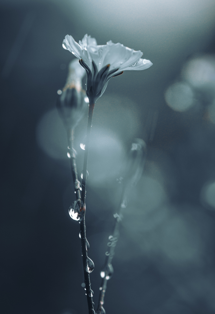 fine-art-water-flowering-rain-water-blue-flower-dark-droplets-macro-photography