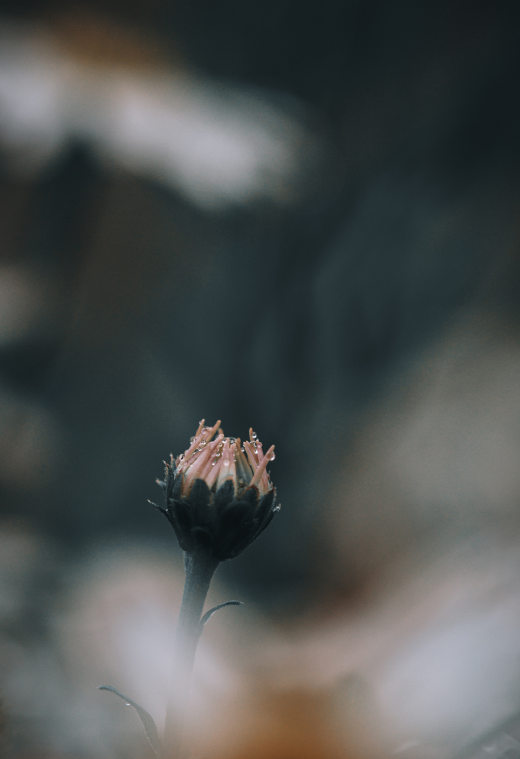 fine-art-water-flowering-rain-water-blue-flower-droplets-mood-macro-photography