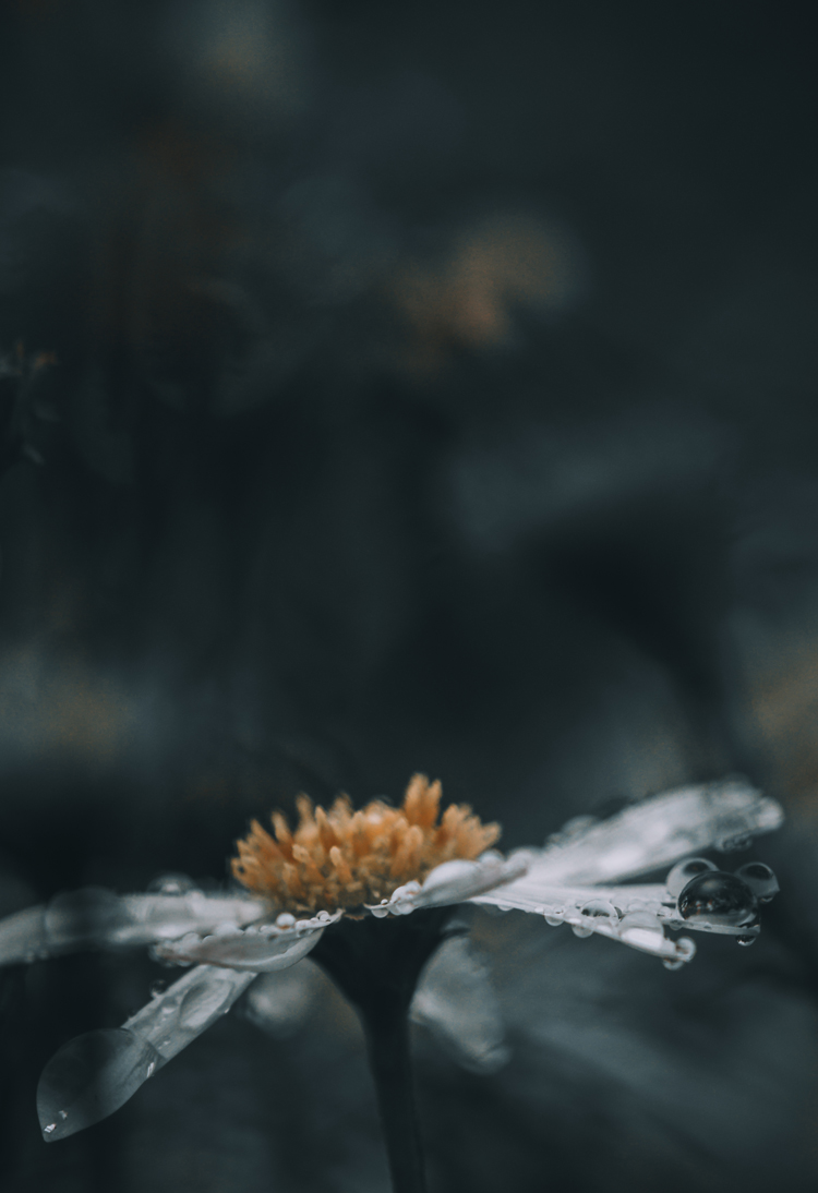 fine-art-water-flowering-rain-droplets-water-blue-flower-dark-mood-macro-photography