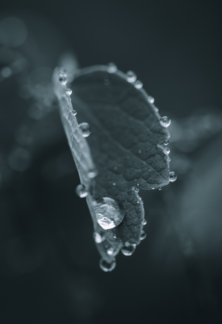 fine-art-water-flowering-rain-water-blue-flower-dark-mood-macro-photography