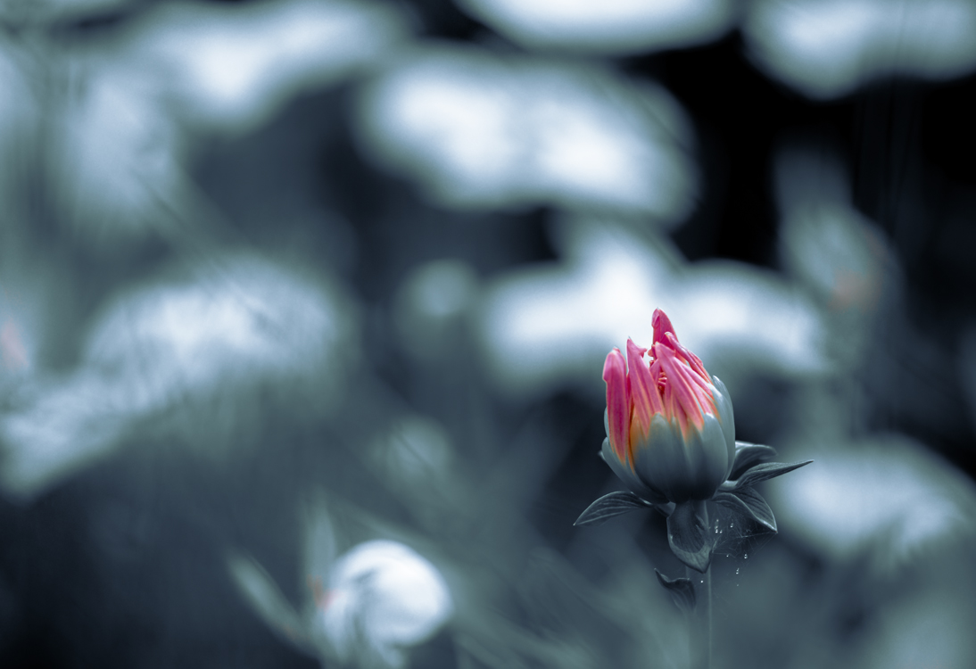 fine-art-spring-flowering-dahlia-closed-flower-dark-mood-macro-photography