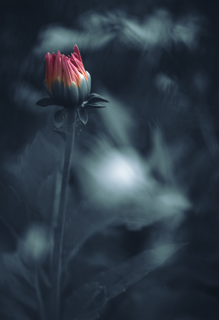 fine-art-spring-flowering-dahlia-flower-dark-mood-macro-photography