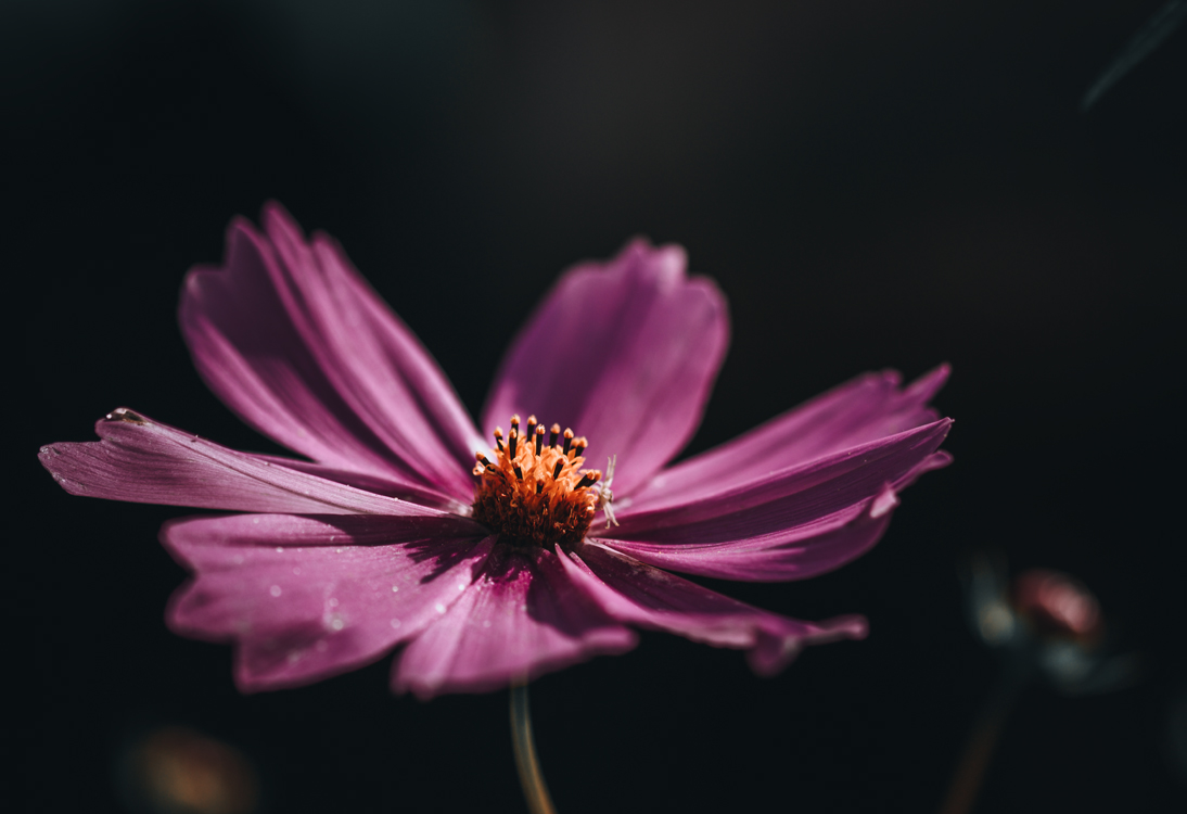 fine-art-spring-flowering-cosmea-white-flower-dark-mood-macro-photography