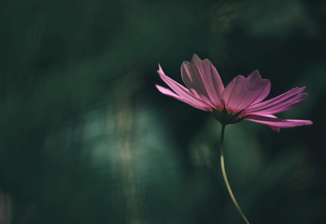 fine-art-spring-flowering-cosmos-cosmea-fusia-flower-dark-mood-macro-photography