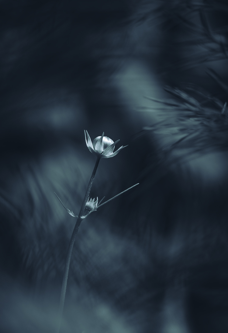 fine-art-spring-flowering-cosmea-white-flower-dark-mood-macro-photography
