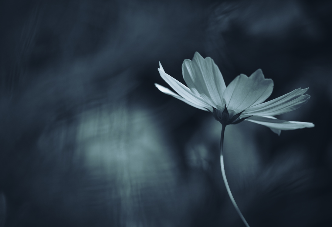 fine-art-spring-flowering-cosmos-cosmea-white-flower-dark-mood-macro-photography