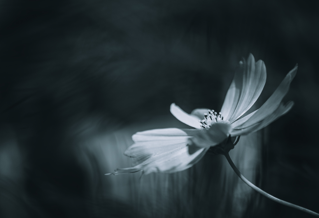 fine-art-spring-flowering-cosmos-white-flower-dark-mood-macro-photography