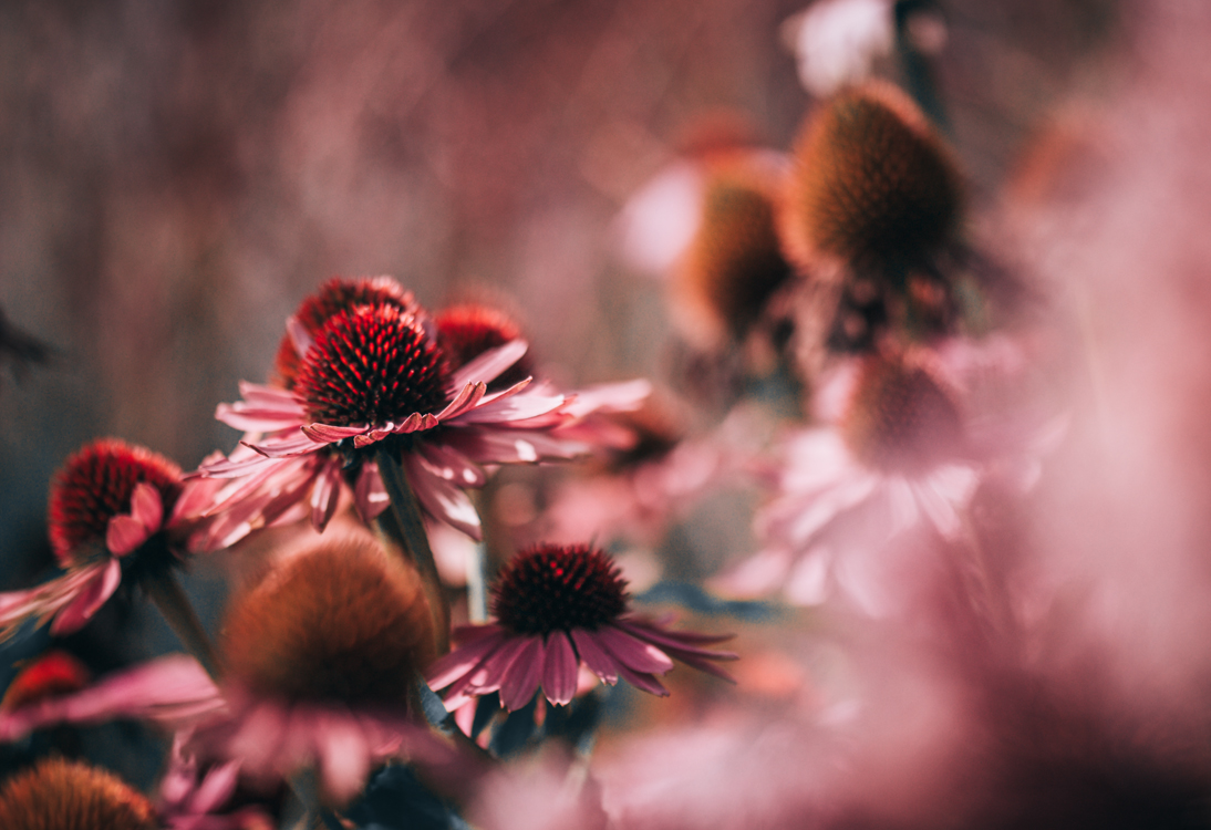 fine-art-spring-flowering-echinacea-and-butterfly-flower-bright-mood-macro-photography