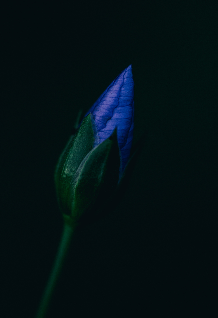 fine-art-flowering-blue-flower-dark-mood-macro-photography