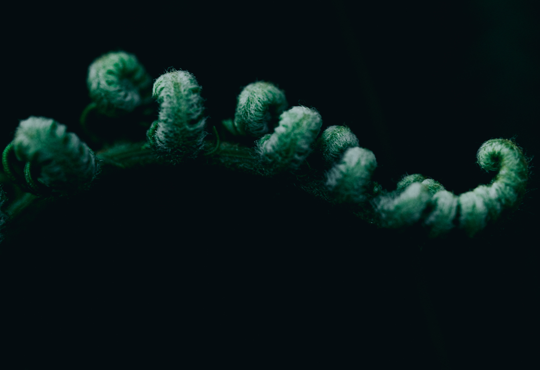 fine-art-flowering-green-fern-leaf-plant-dark-mood-macro-photography