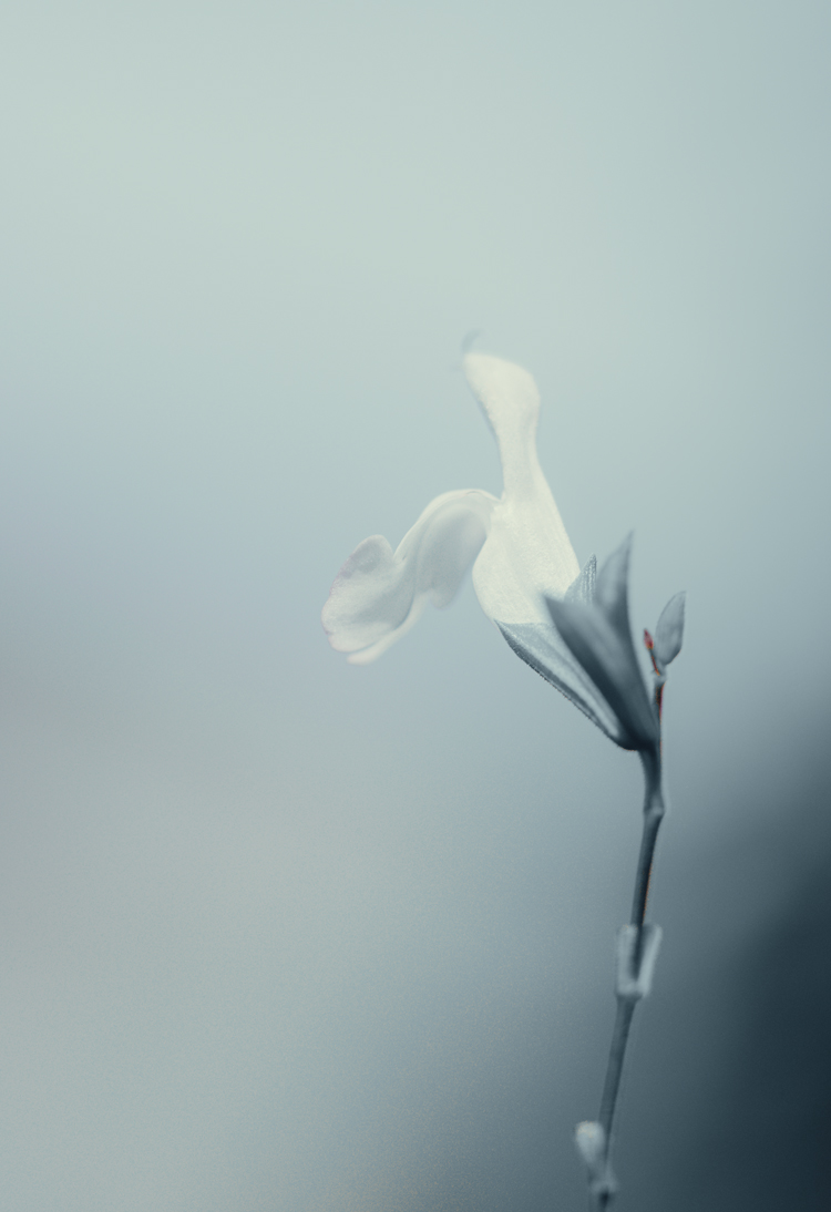 fine-art-spring-flowering-white-salvia-flower-dark-mood-macro-photography