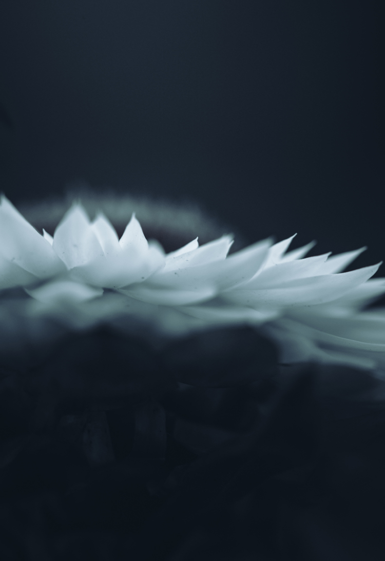 fine-art-abstract-spring-flowering-white-dahlia-flower-dark-mood-macro-photography