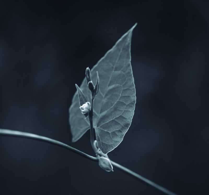 fine-art-spring-flowering-white-flower-leaf-dark-mood-macro-photography