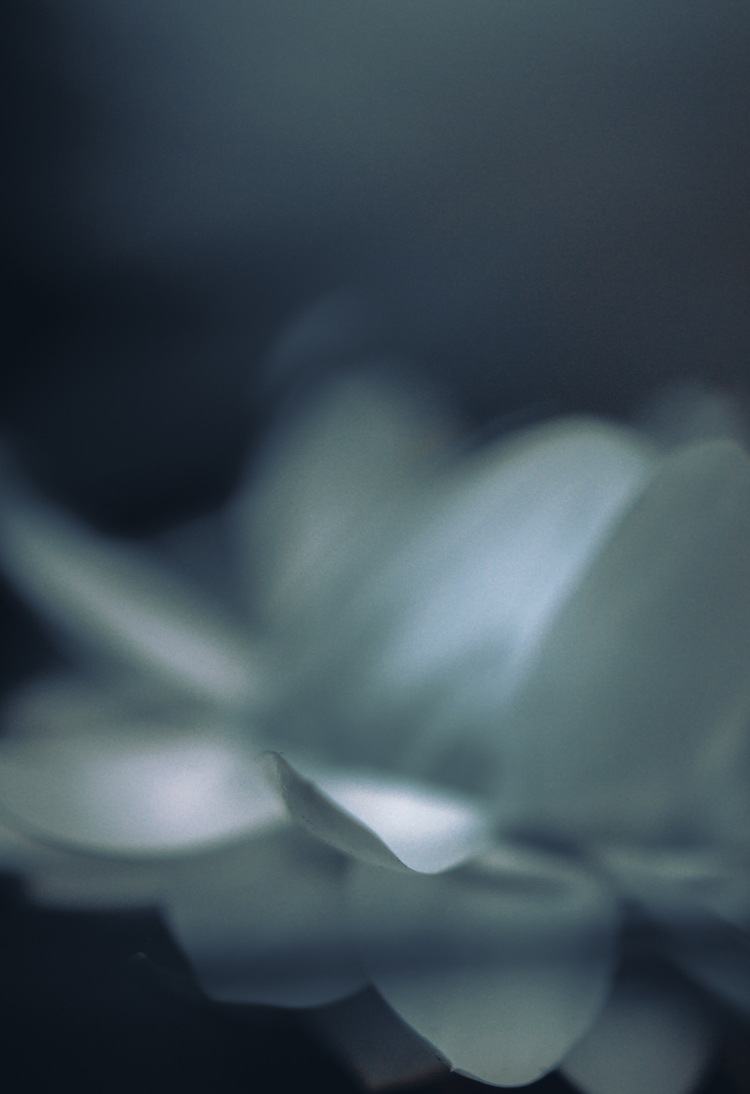 fine-art-spring-flowering-white-abstract-flower-dark-mood-macro-photography