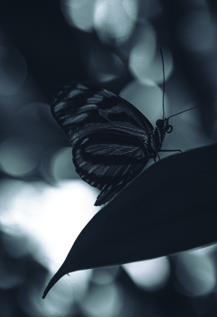 fine-art-spring-garden-antwerp-silhouette-large-butterfly-flower-dark-mood-macro-photography