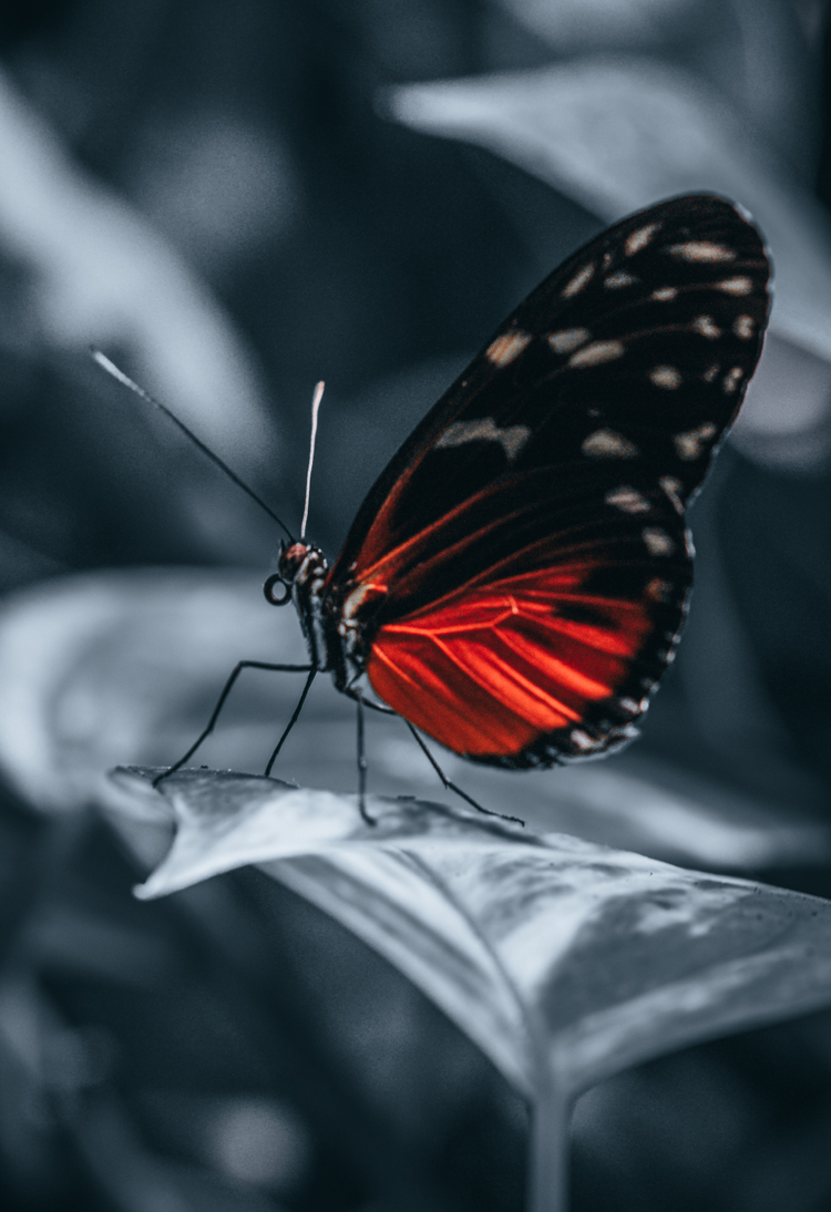 fine-art-spring-garden-antwerp-silhouette-large-butterfly-flower-dark-orange-mood-macro-photography