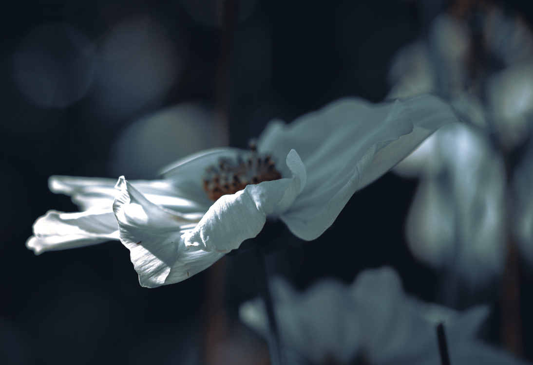 fine-art-spring-flowering-cosmos-white-flower-dark-mood-macro-photography