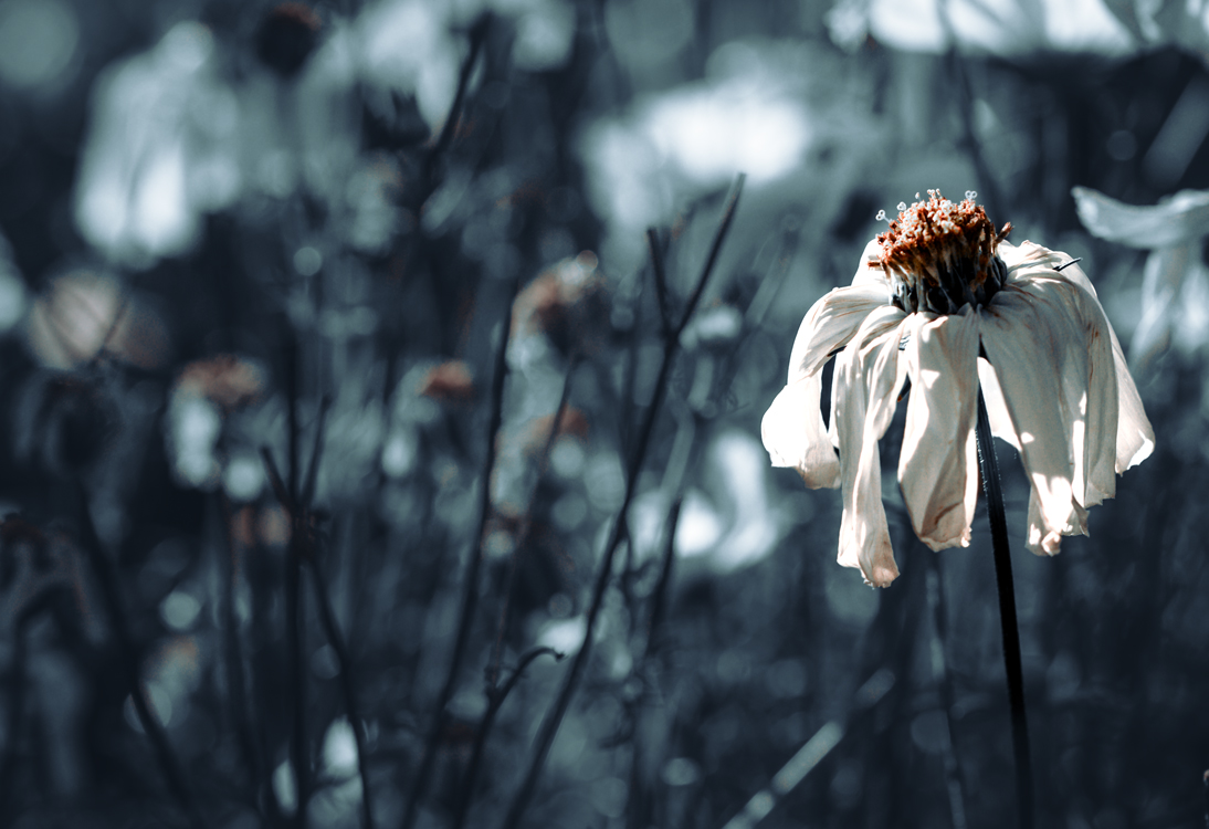fine-art-spring-flowering-cosmea-white-flower-dark-mood-macro-photography