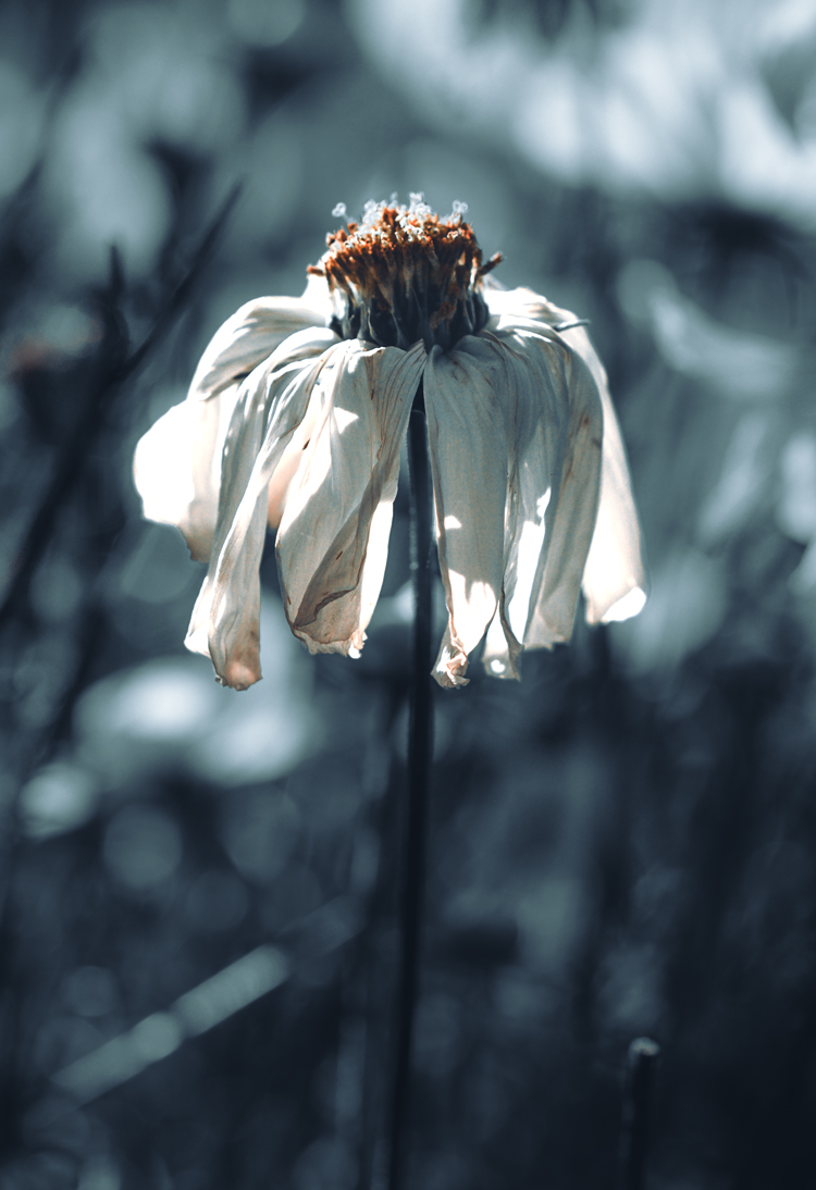 fine-art-spring-flowering-cosmea-single-white-flower-dark-mood-macro-photography