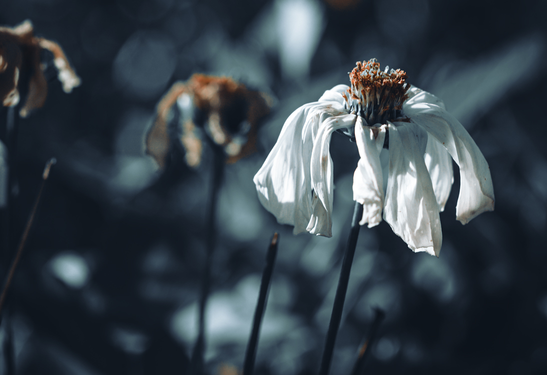 fine-art-spring-flowering-cosmea-cosmos-white-flower-dark-mood-macro-photography