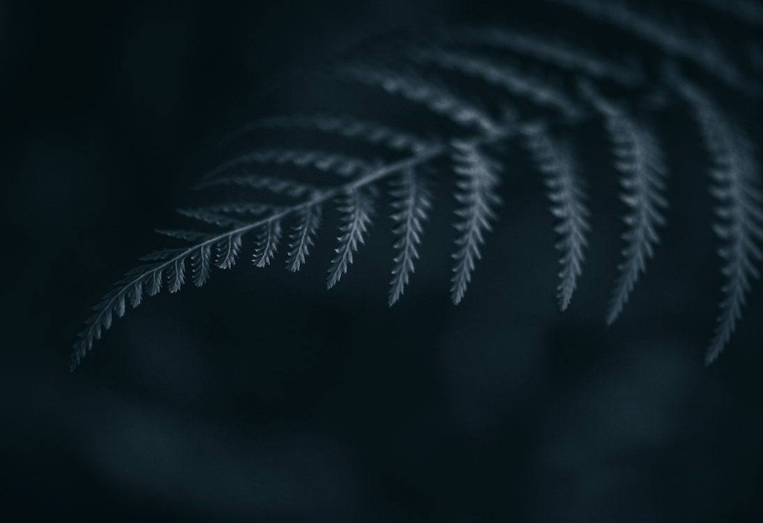 fine art green fern-leaf macro photography