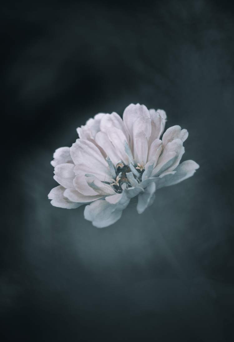 Macro Photography White Calendula Flower