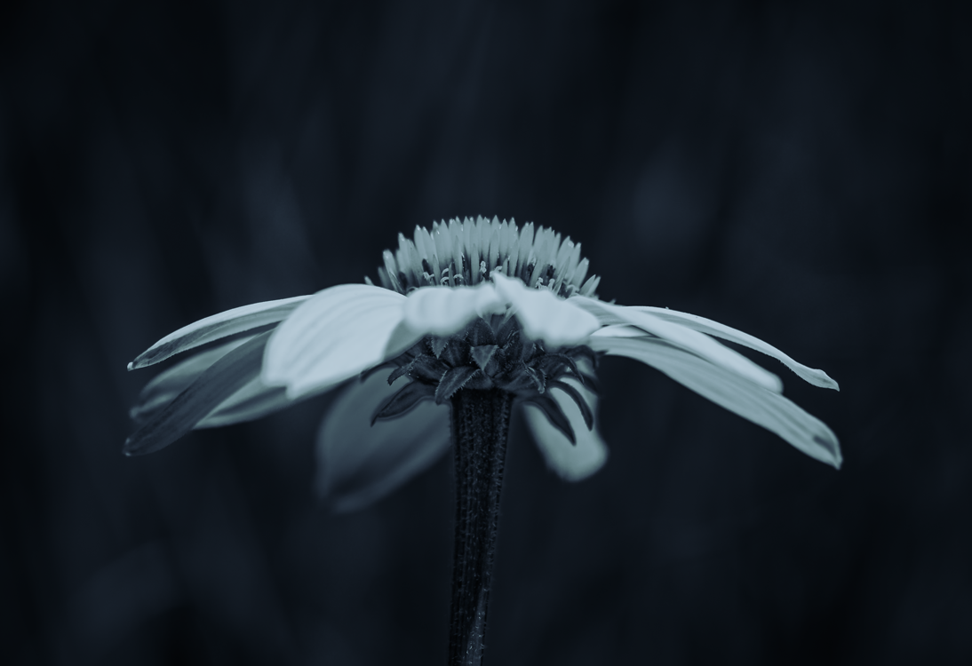 Fine art macro photography Echinacea white flower