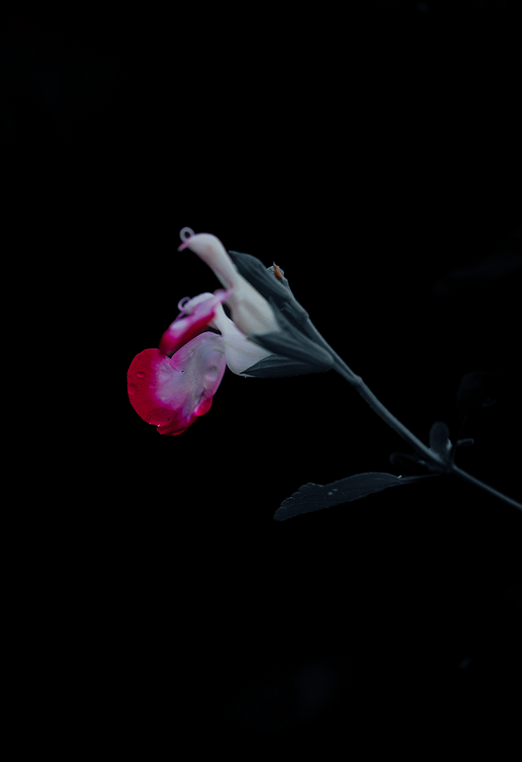 macro photography flower black fine art print