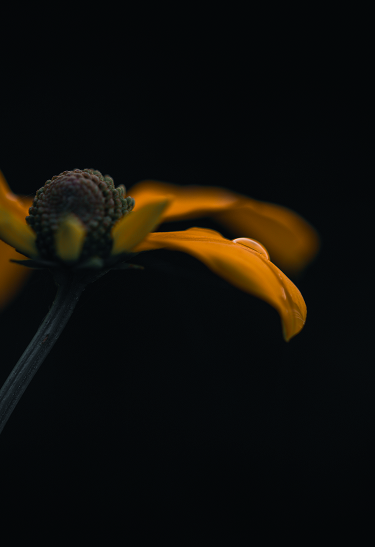 macro photography flower black fine art print