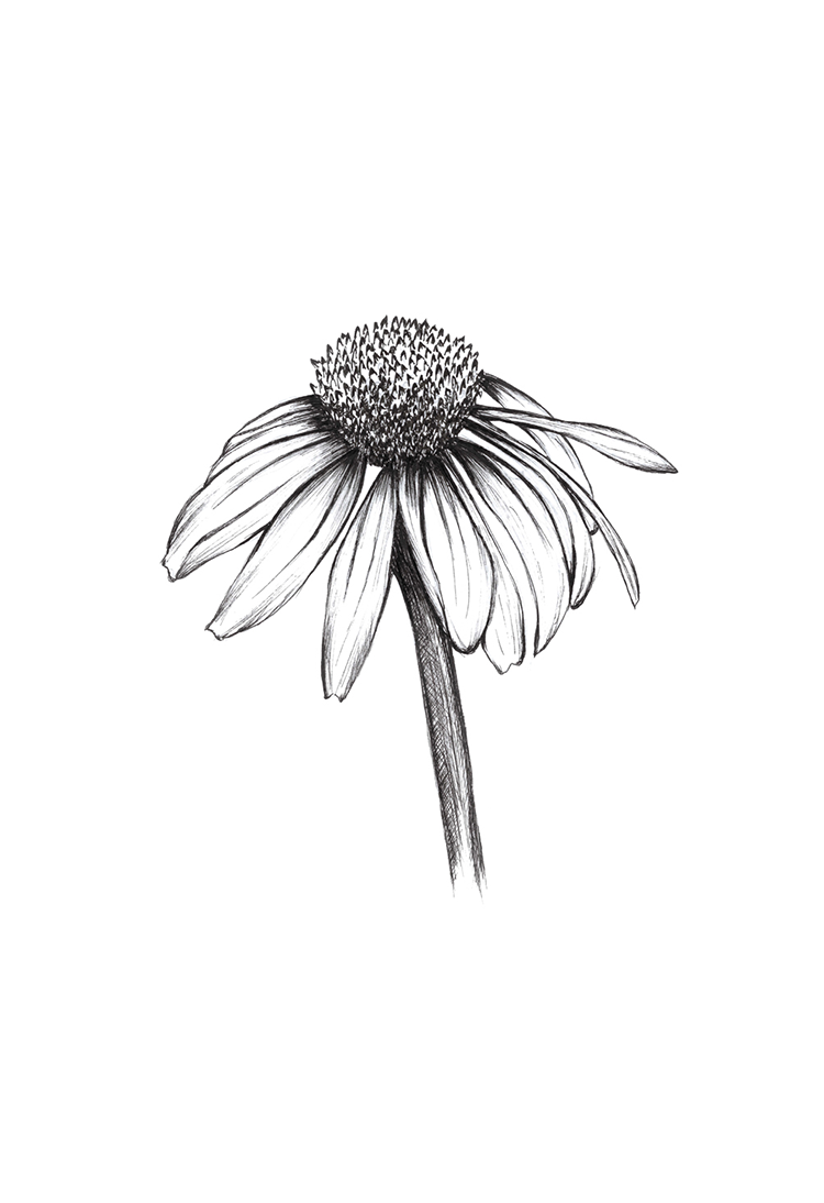 echinacea-purpurea-drawing-black-and-white-sketchbook-illustration